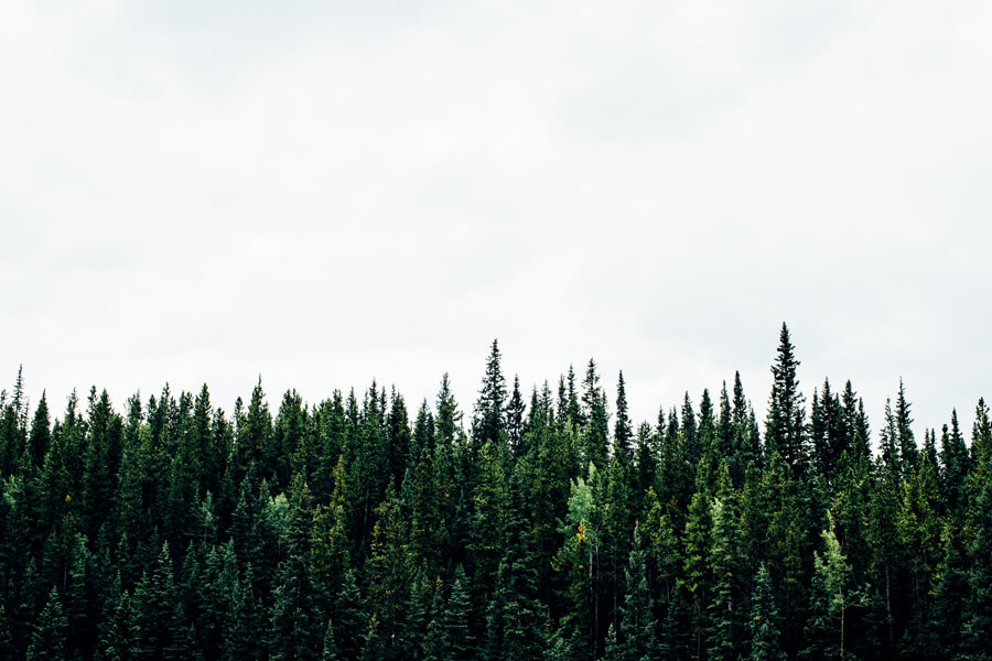 The edge of a forest, showing rows of evergreen treetops.